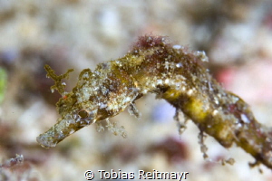 Pipehorse, Giant Clam, Puerto Galera by Tobias Reitmayr 